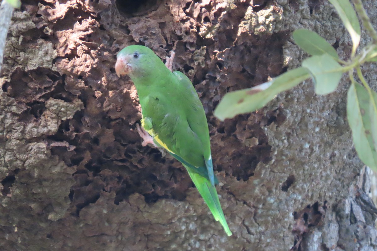 White-winged Parakeet - ML615608721
