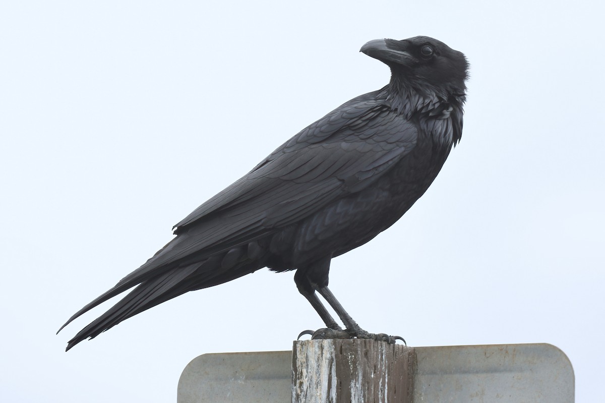 Common Raven - ML615608779
