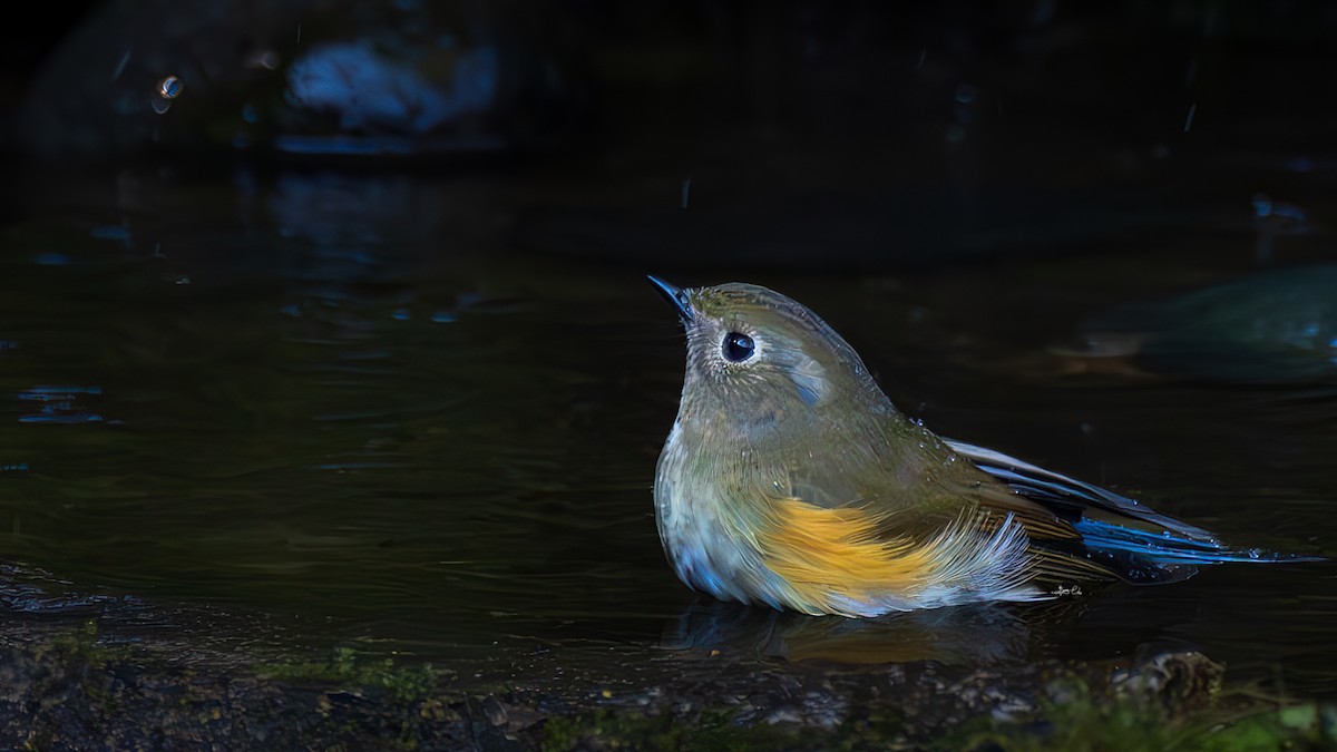 Red-flanked/Himalayan Bluetail - ML615608977