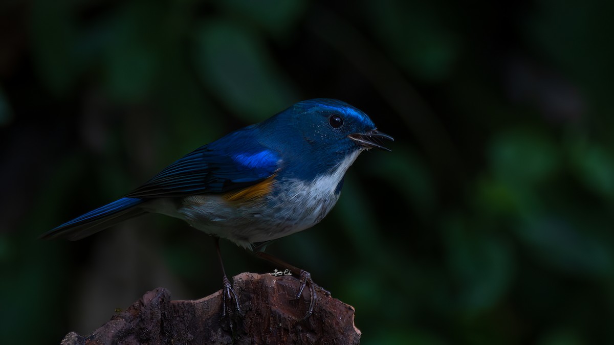 Red-flanked/Himalayan Bluetail - ML615609003
