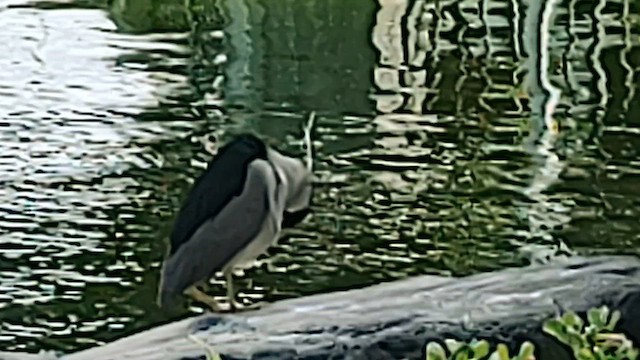 Black-crowned Night Heron - ML615609074