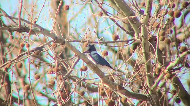 Belted Kingfisher - ML615609112