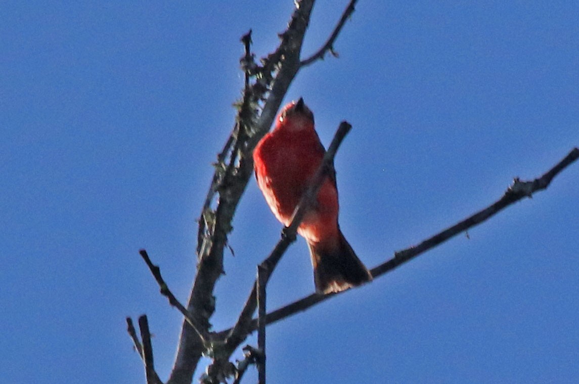 Vermilion Flycatcher - Joan and/or George Sims