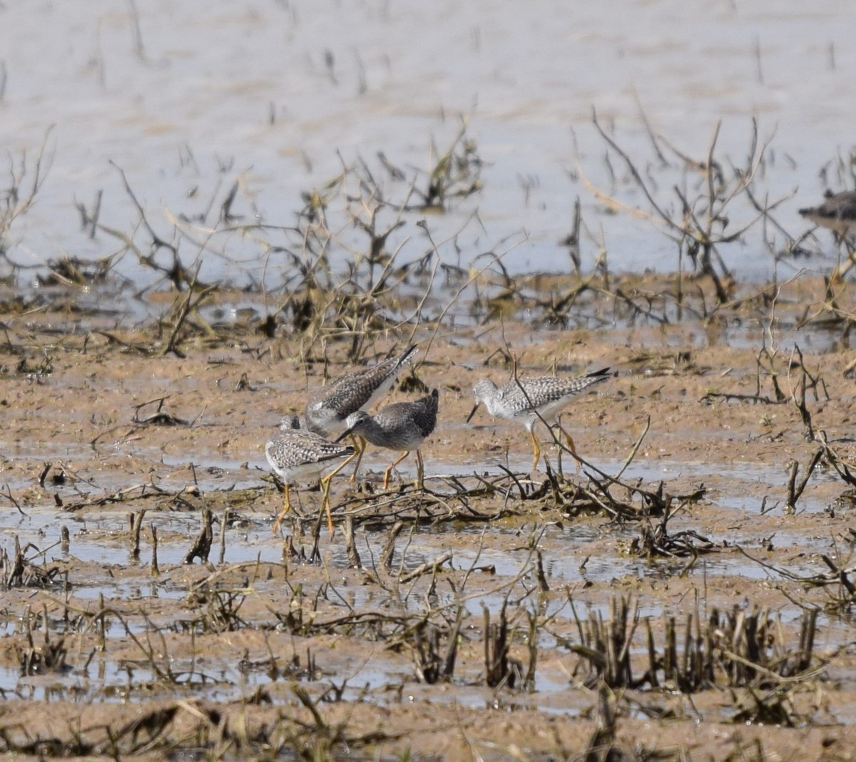 Photo inspiration: Gallery Detail: Ebird Checklist 3 Mar 2024 Bellrose Observation Deck Area