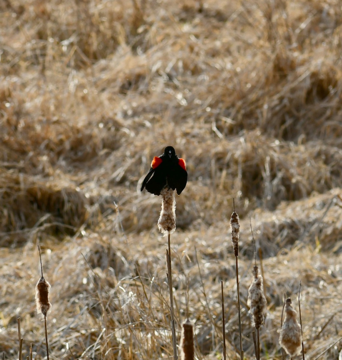 Red-winged Blackbird - ML615609412