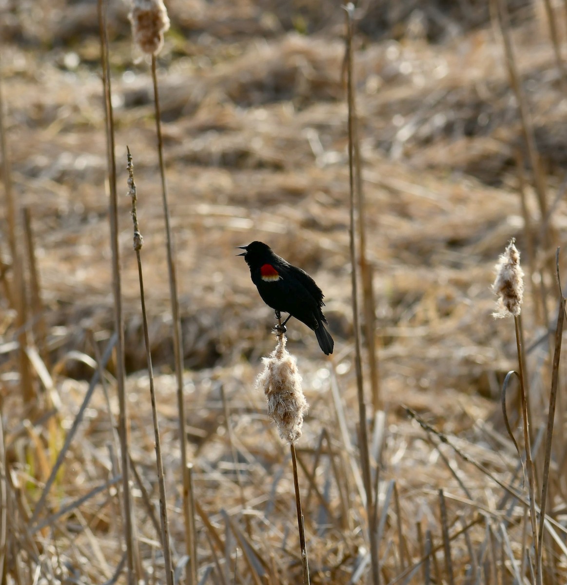 Red-winged Blackbird - ML615609413