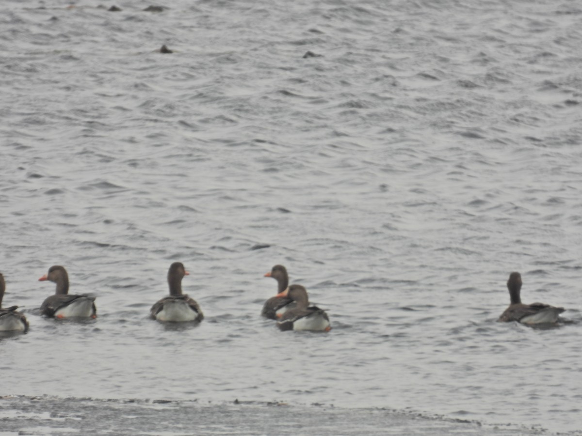 Greater White-fronted Goose - ML615609455