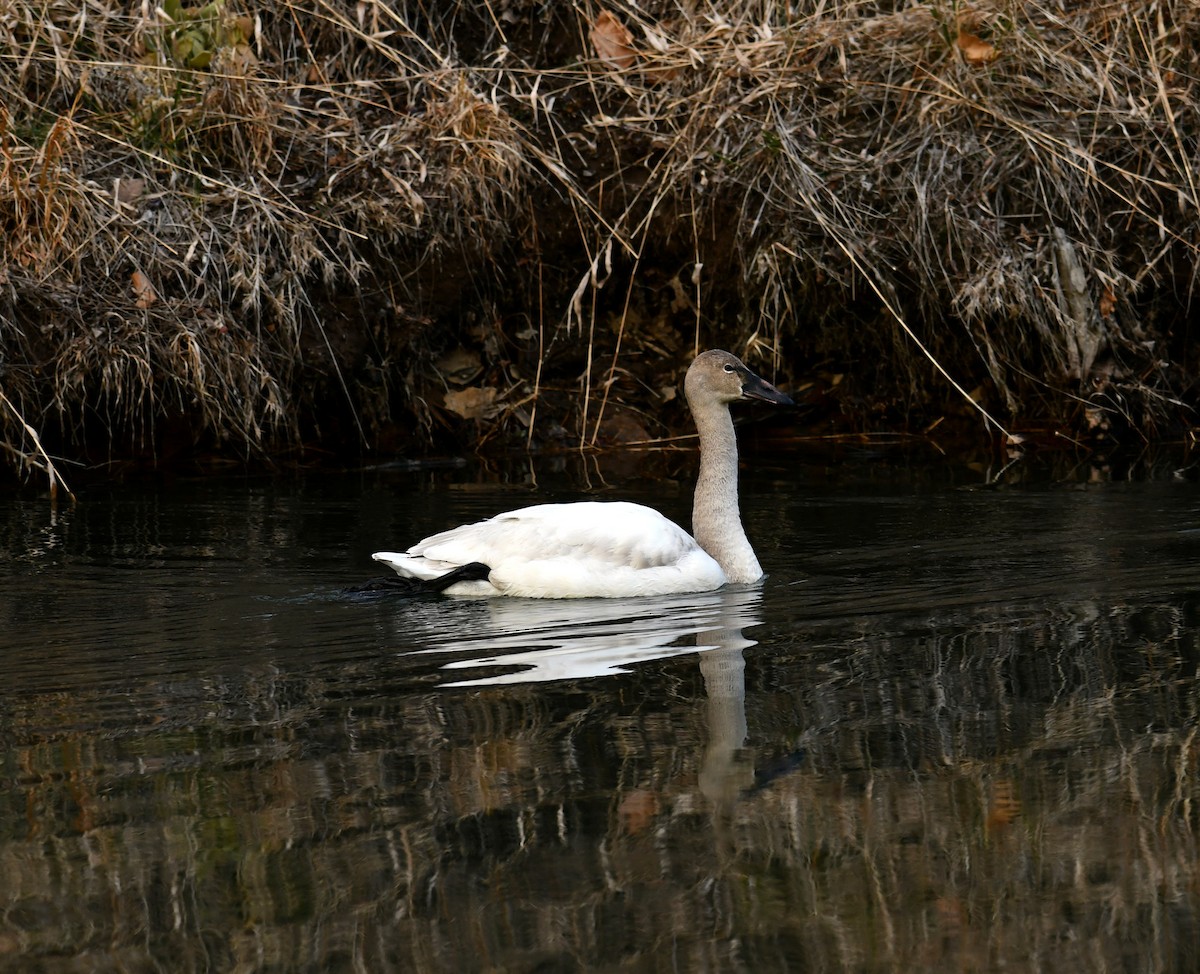 Tundra Swan - M Huston