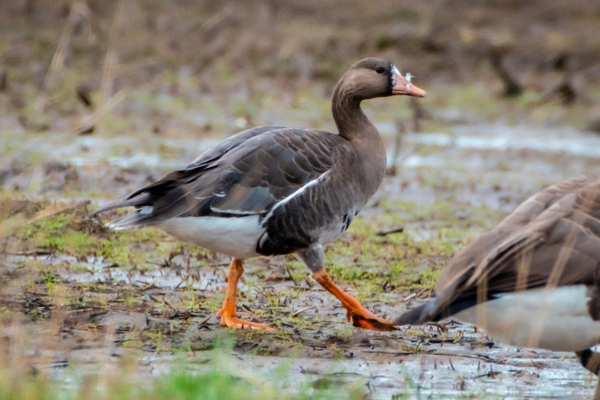 Greater White-fronted Goose - ML615609471