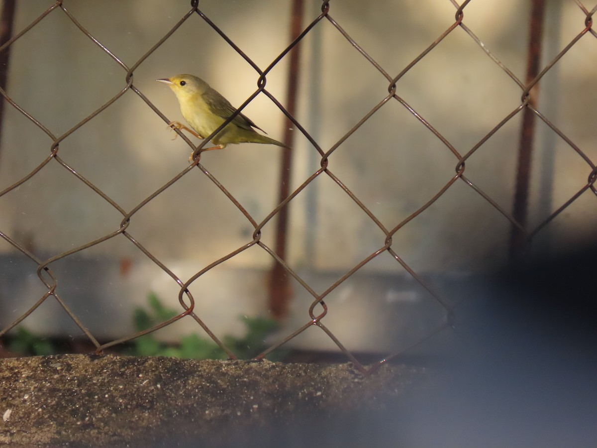 Yellow Warbler (Northern) - ML615609509