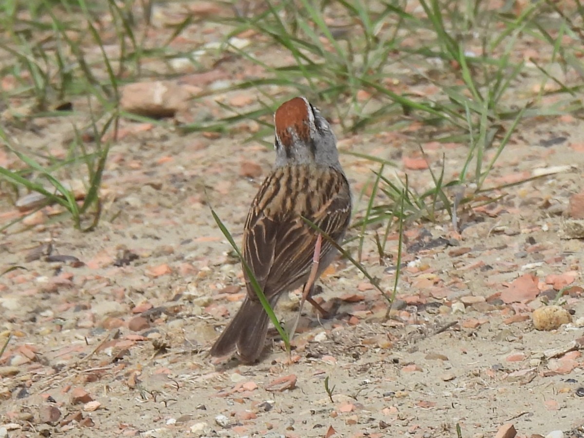 Chipping Sparrow - ML615609547