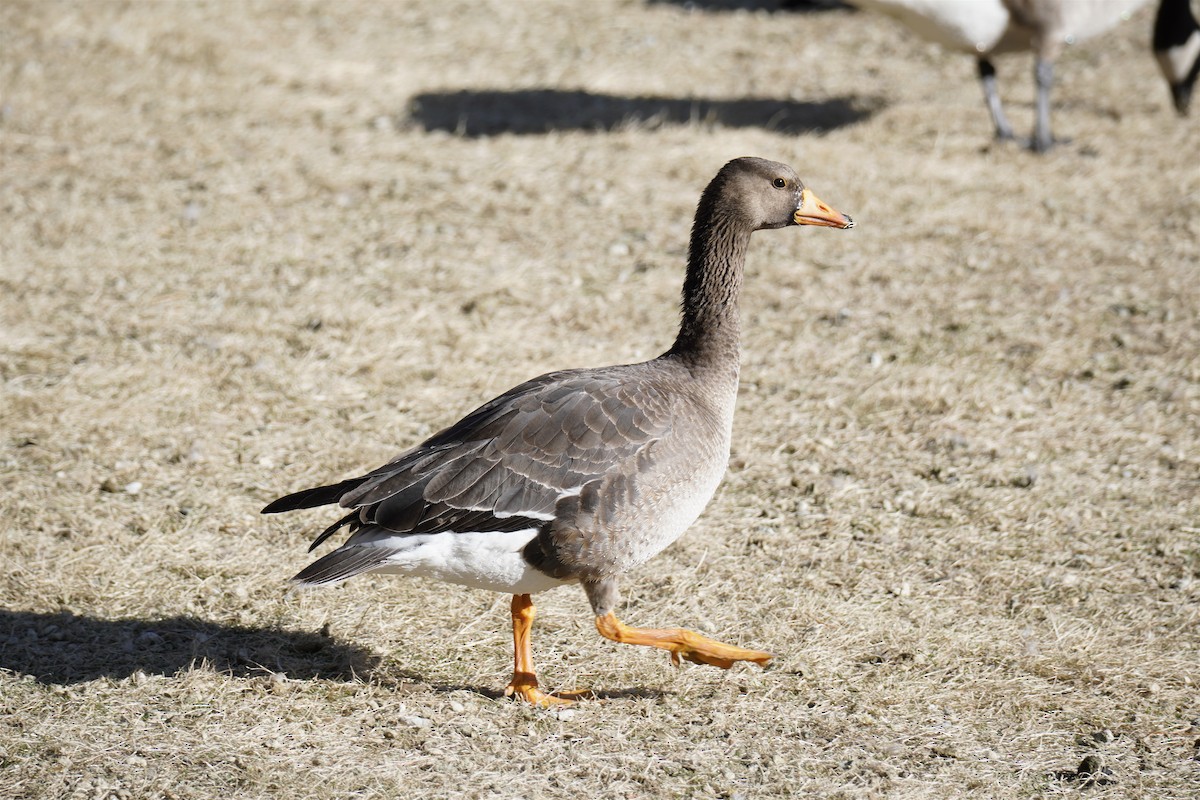 Greater White-fronted Goose - ML615609552