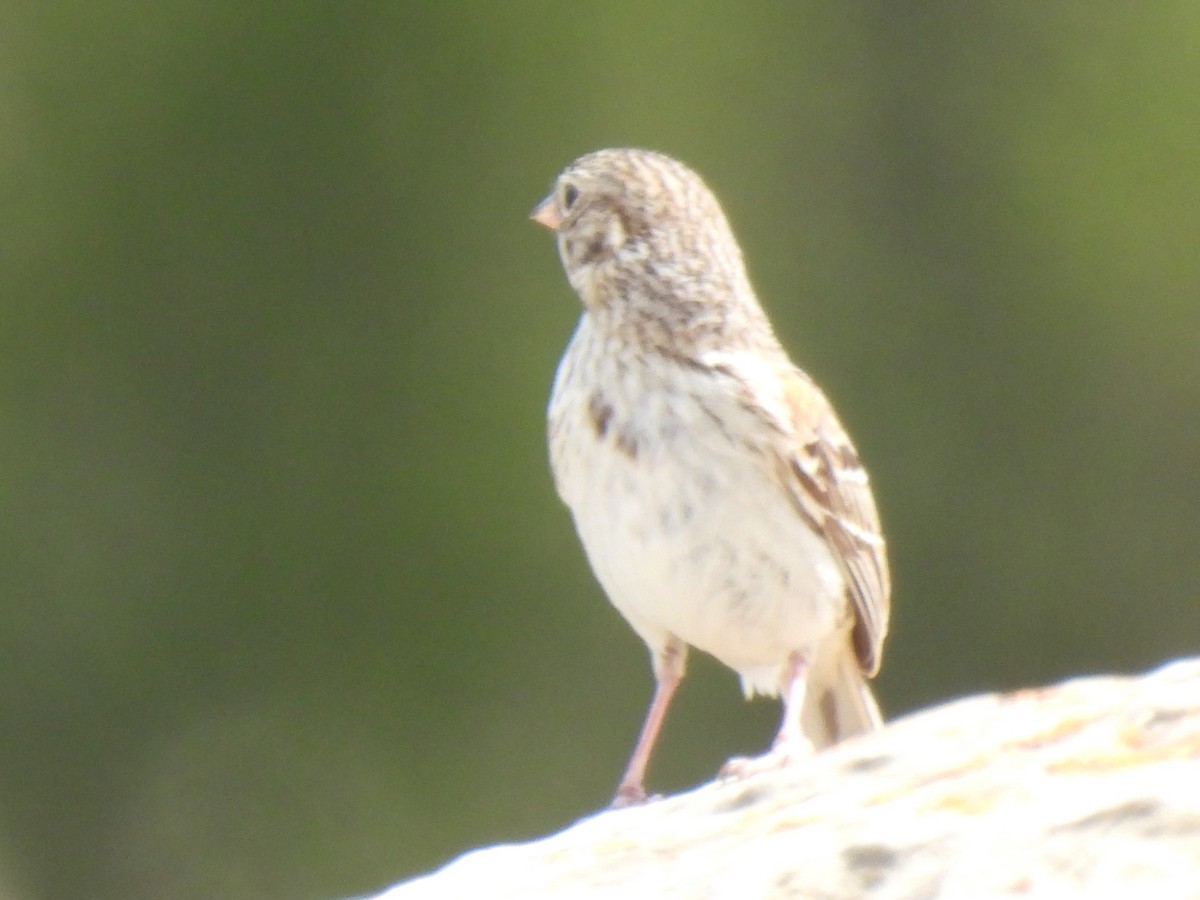 Vesper Sparrow - ML615609595