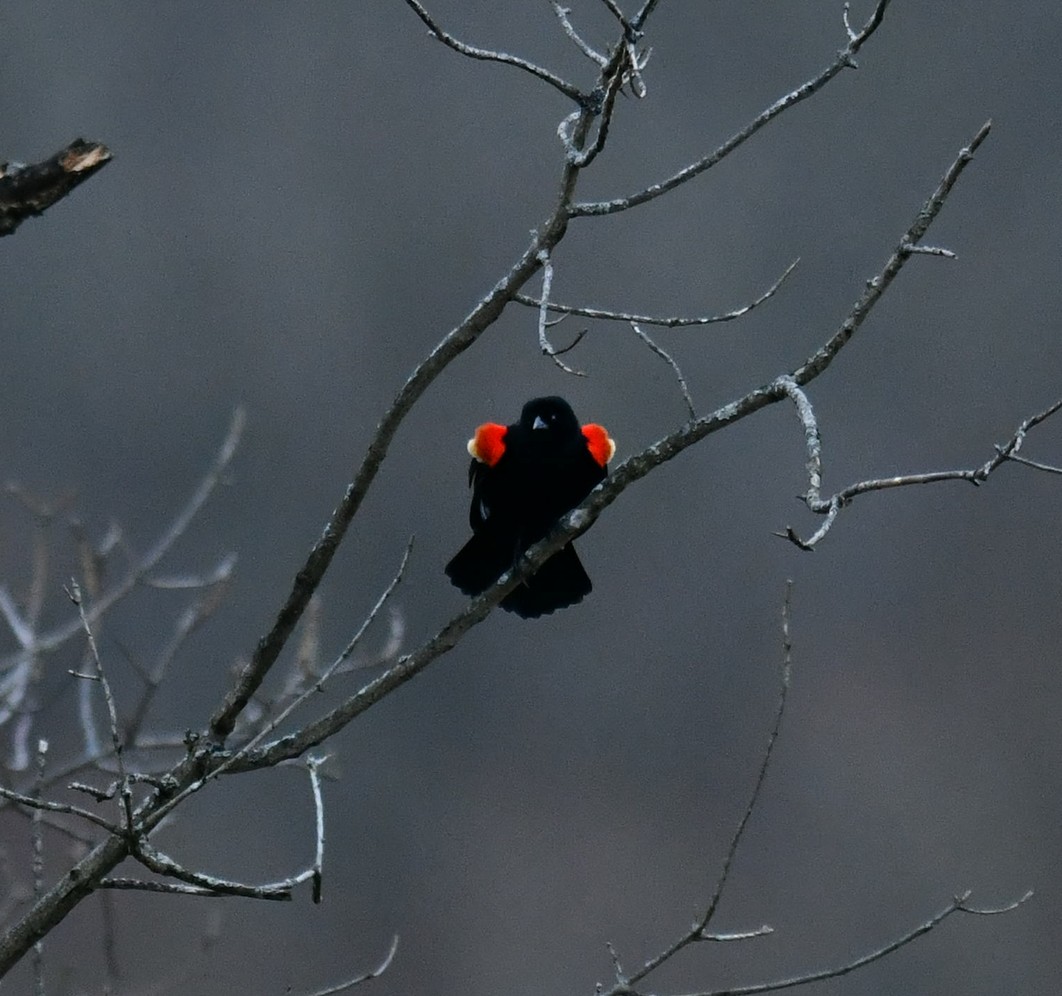 Red-winged Blackbird - ML615609758