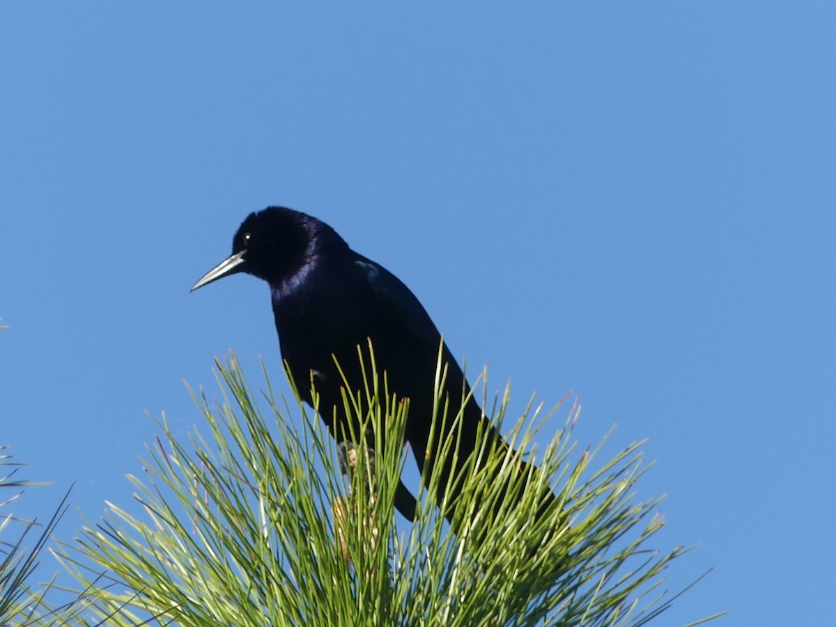 Boat-tailed Grackle - ML615609774