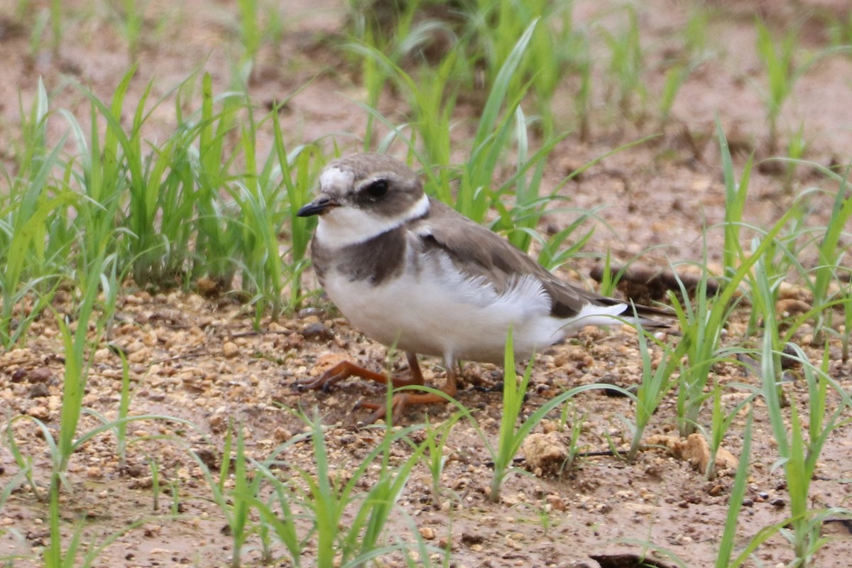 Common Ringed Plover - ML615609792