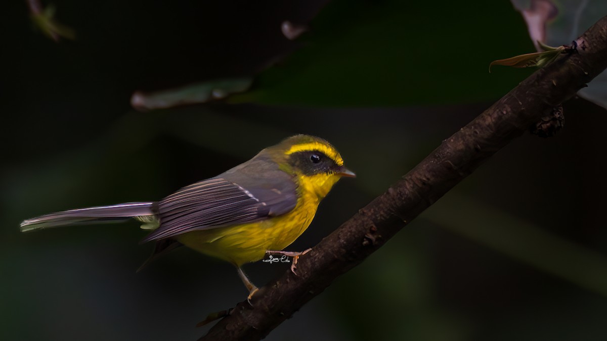 Yellow-bellied Fairy-Fantail - ML615609864