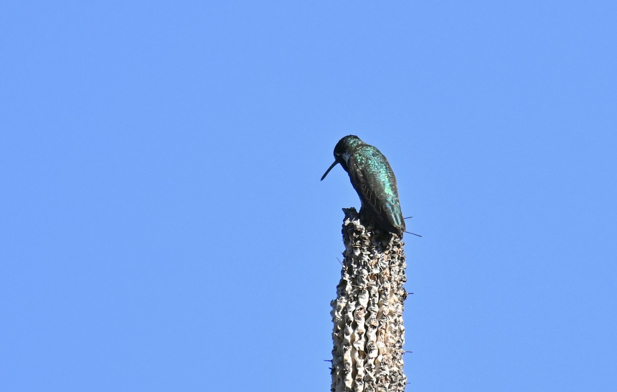 Costa's Hummingbird - ML615610056