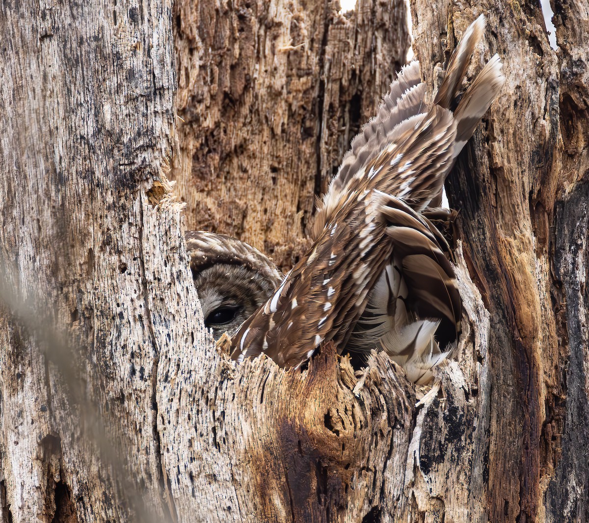 Barred Owl - ML615610152
