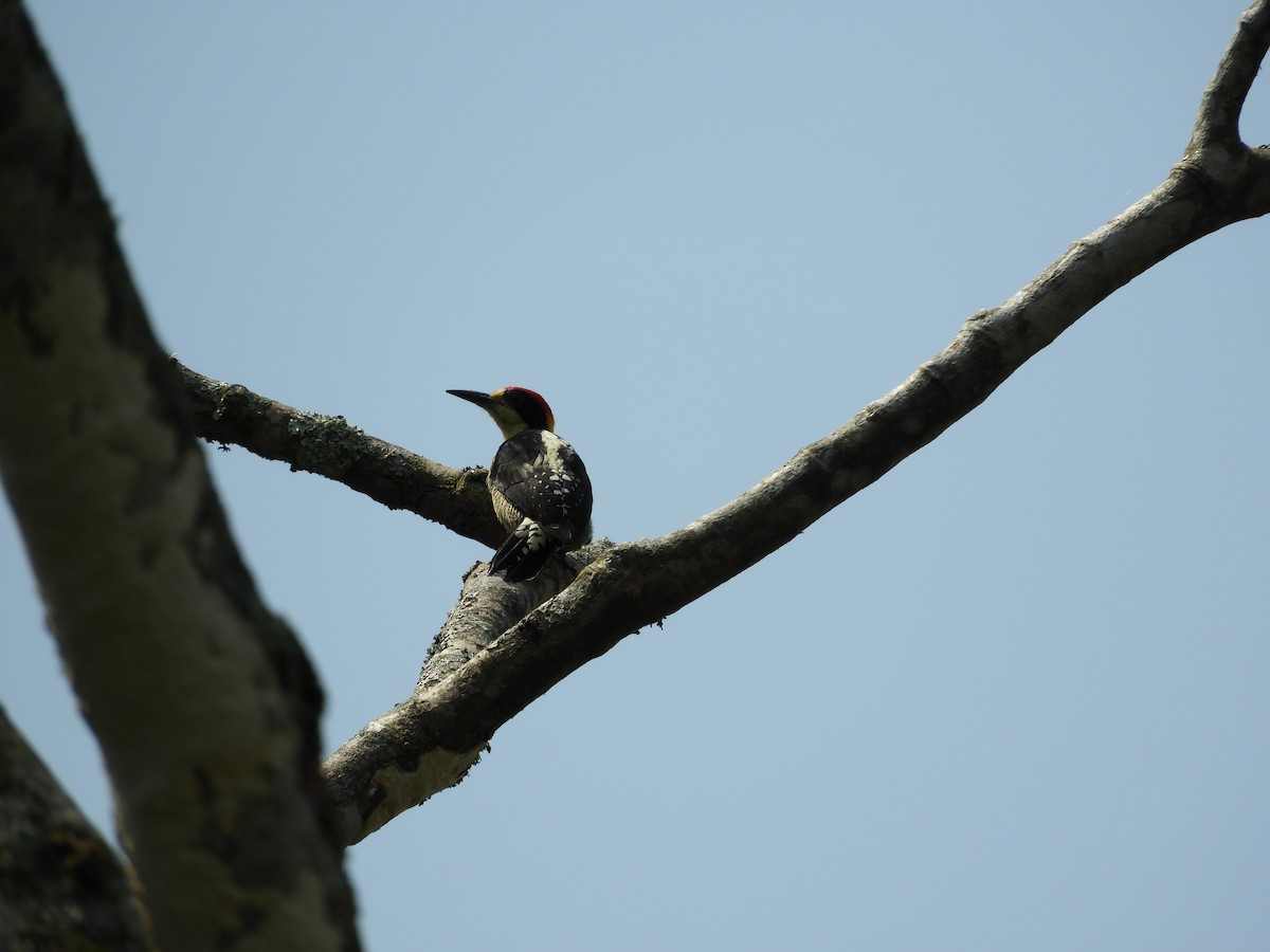 Beautiful Woodpecker - ML615610166