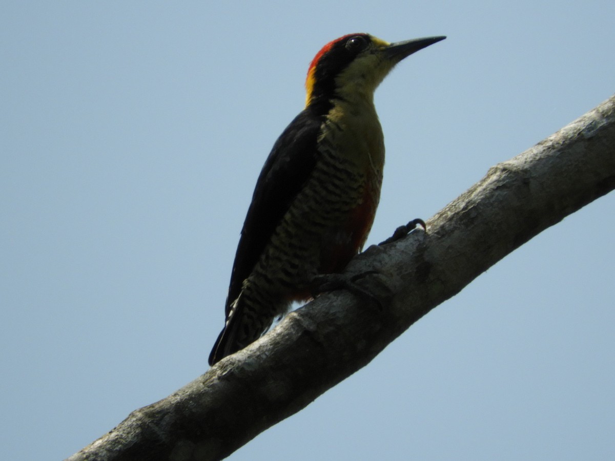 Beautiful Woodpecker - Maria Vega Torres