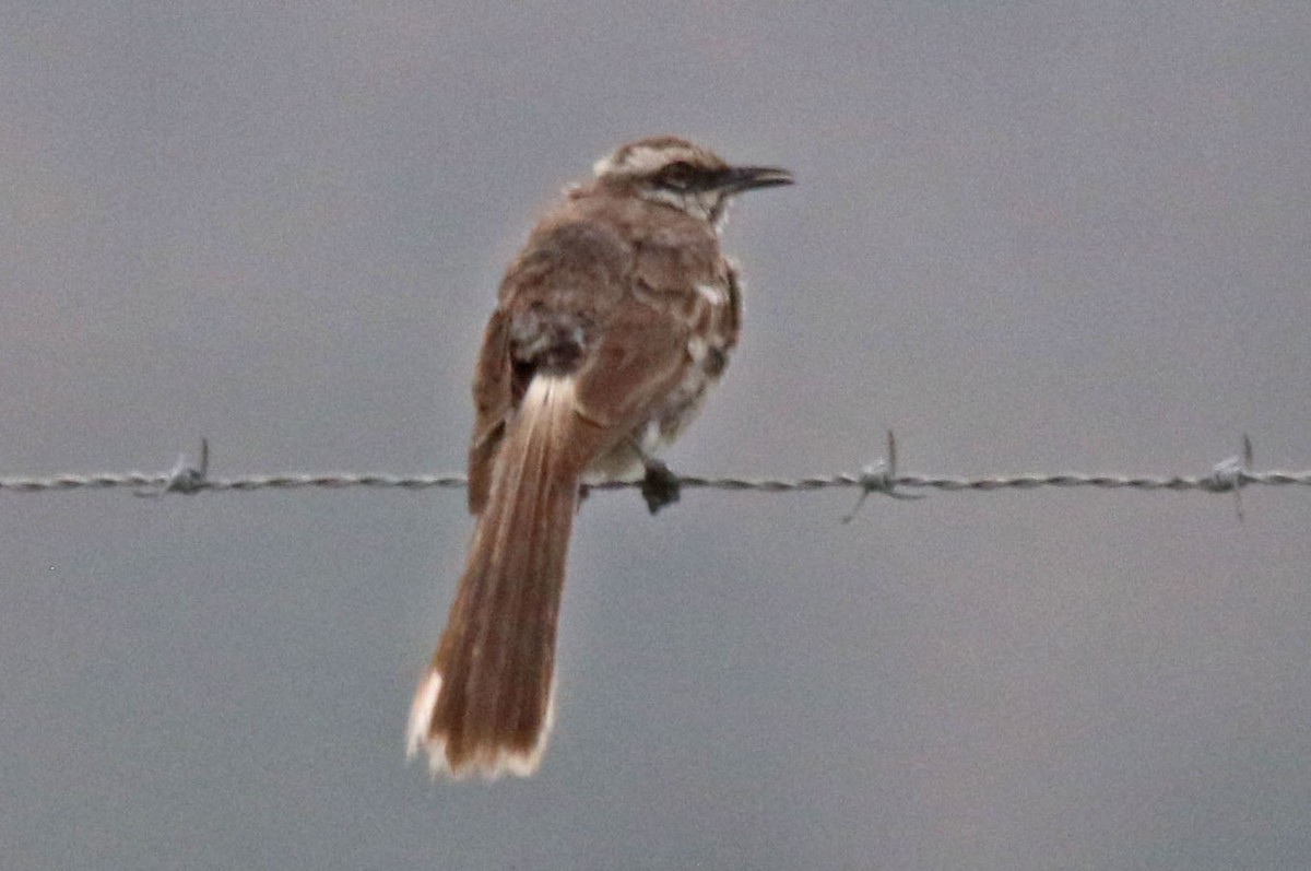 Long-tailed Mockingbird - ML615610409