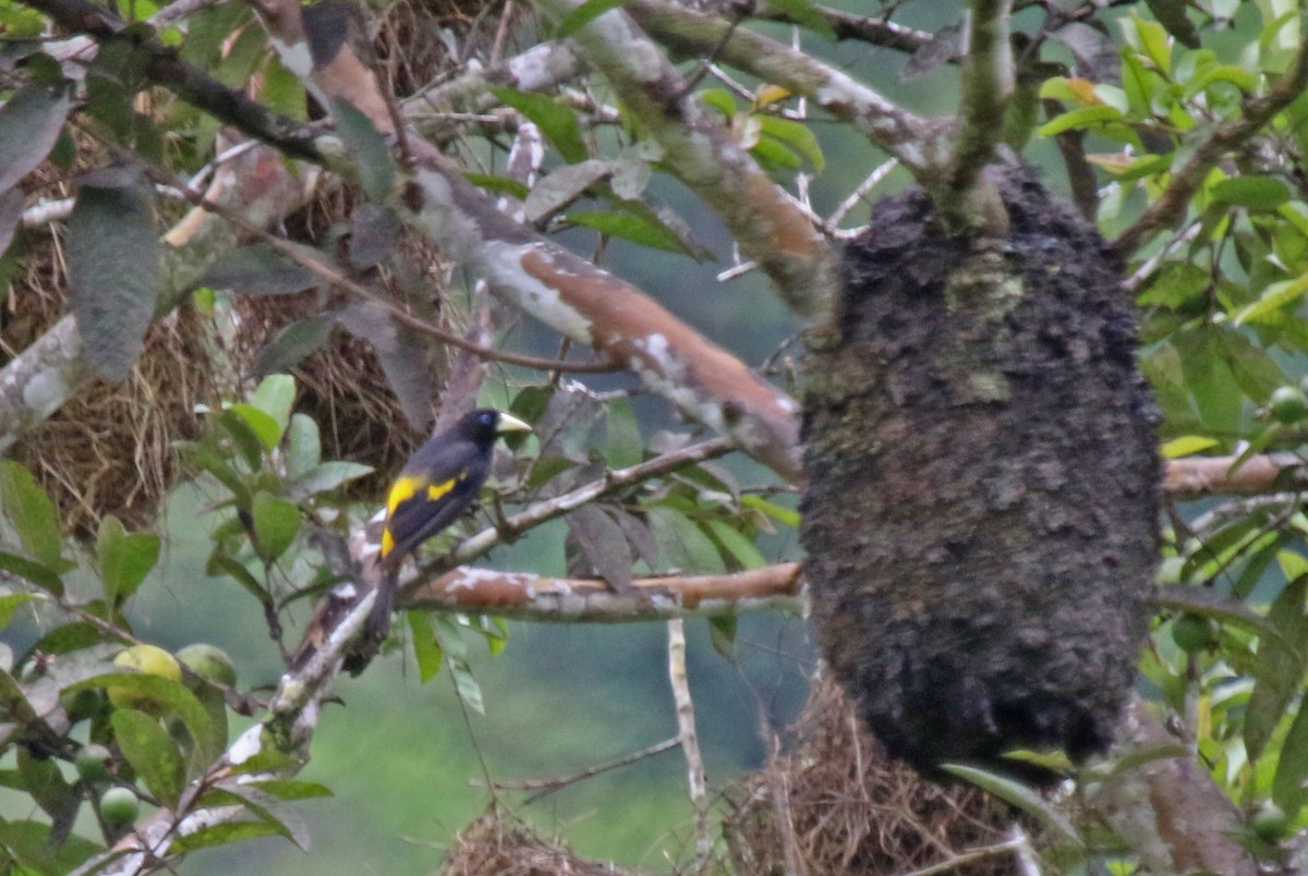 Yellow-rumped Cacique - ML615610462