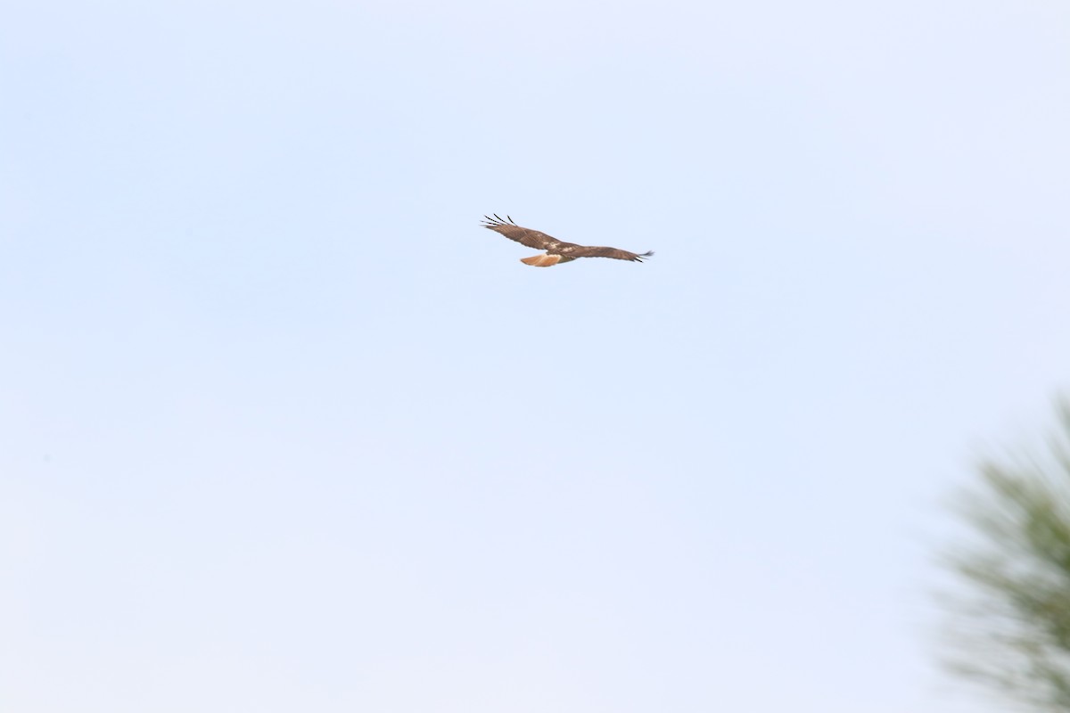 Red-tailed Hawk - ML615610494