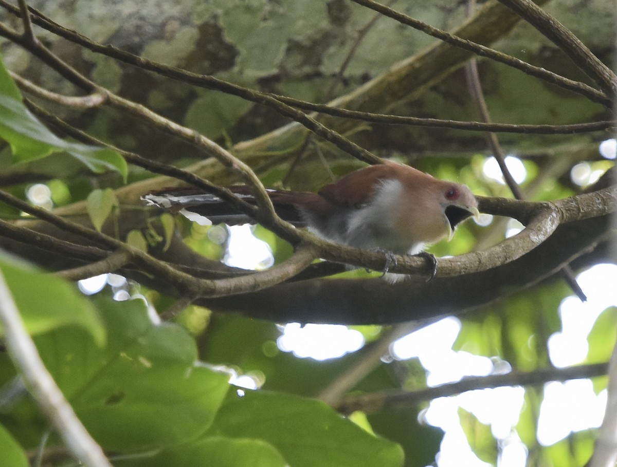 Squirrel Cuckoo (Amazonian) - ML615610602