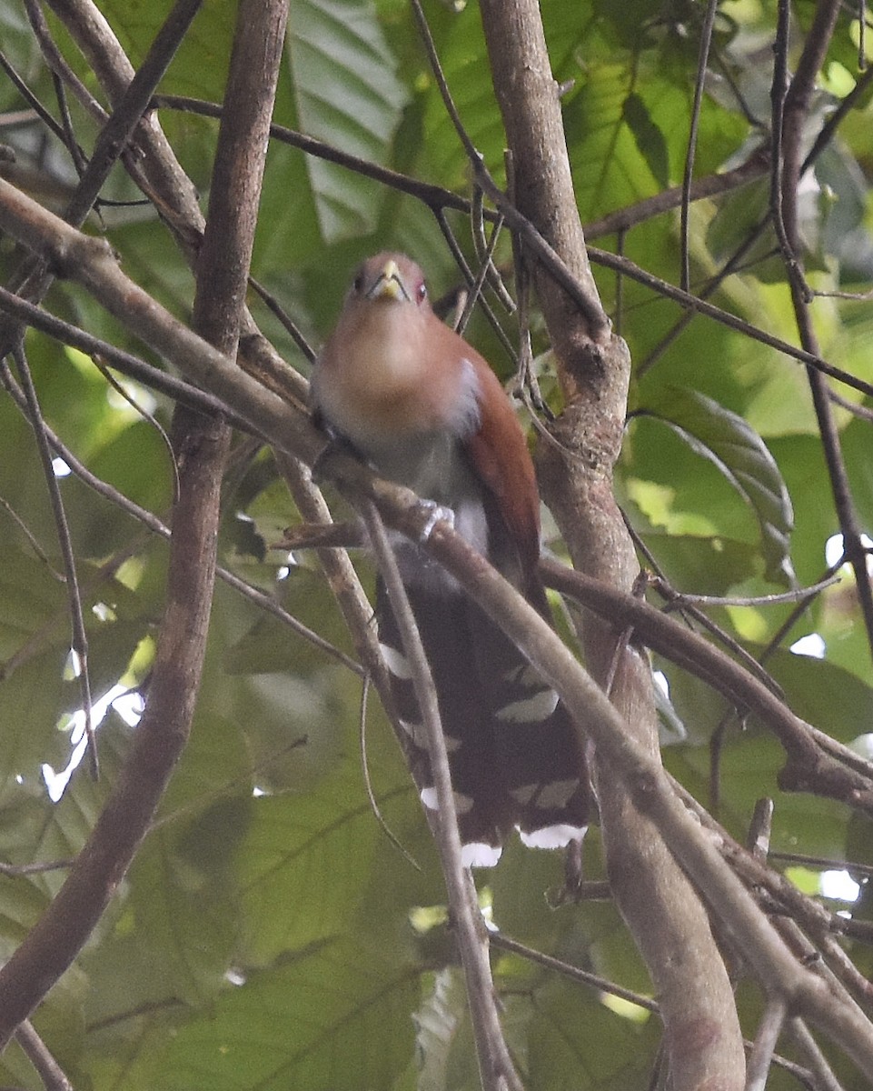Squirrel Cuckoo (Amazonian) - ML615610603