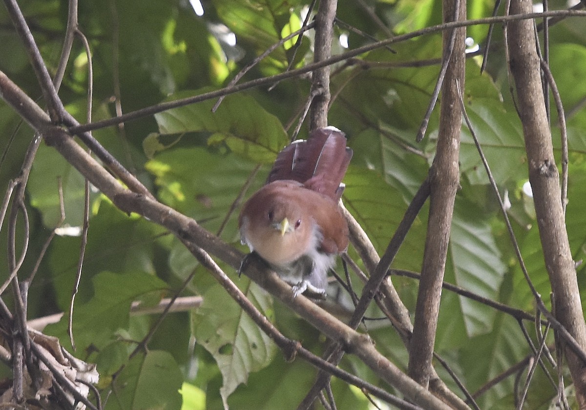 Squirrel Cuckoo (Amazonian) - ML615610604