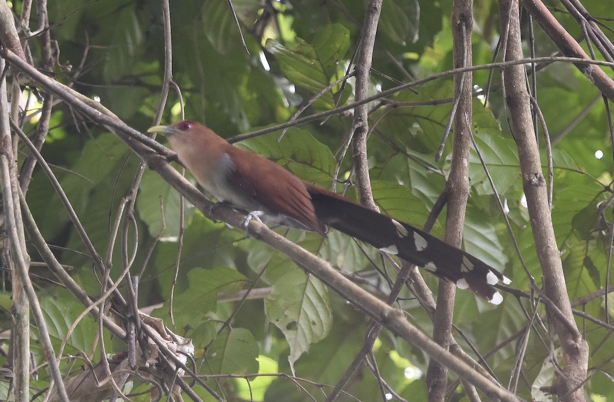 Squirrel Cuckoo (Amazonian) - Annie Meyer