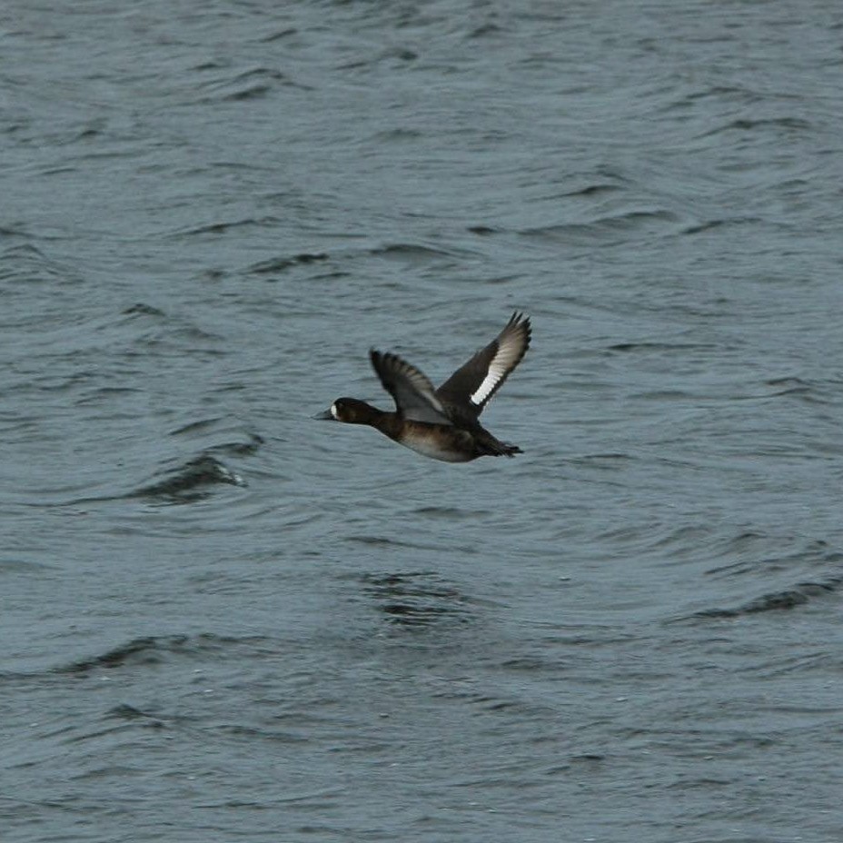 Greater Scaup - ML615611067