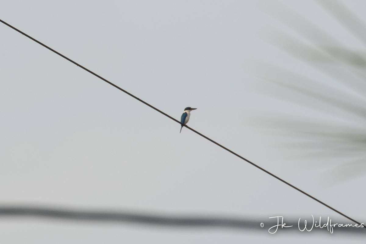 Collared Kingfisher (Oriental) - ML615611247