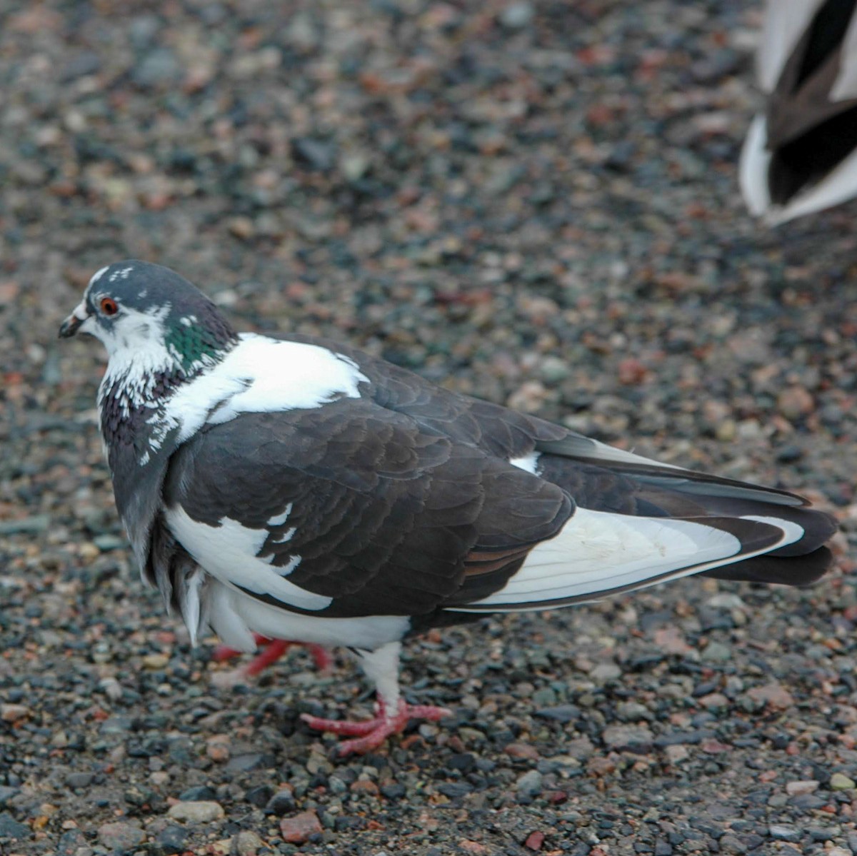 Rock Pigeon (Feral Pigeon) - ML615611248