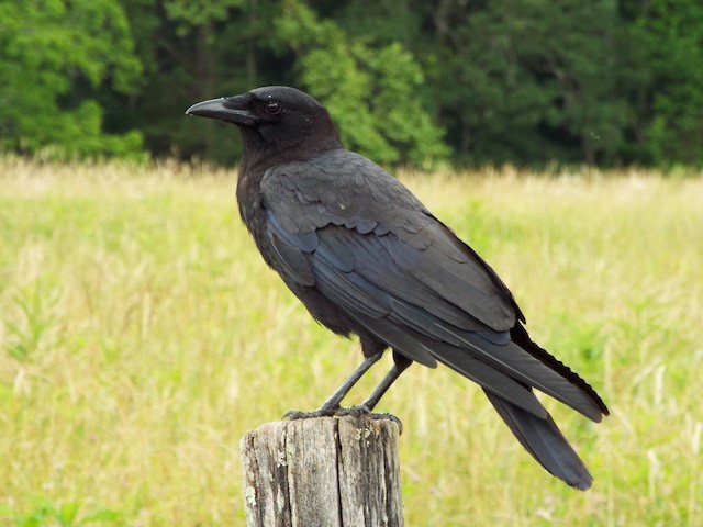 American Crow - ML61561151