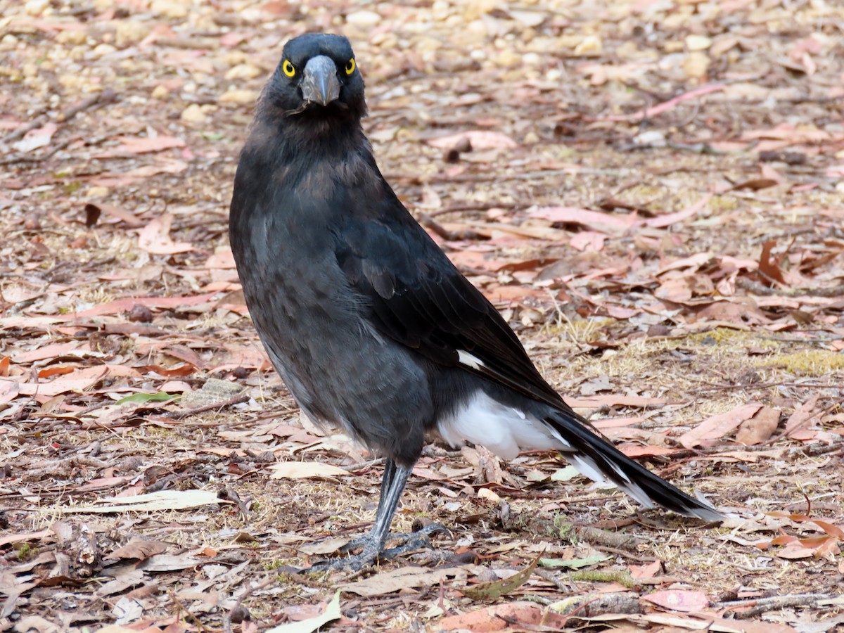 Pied Currawong - ML615611936