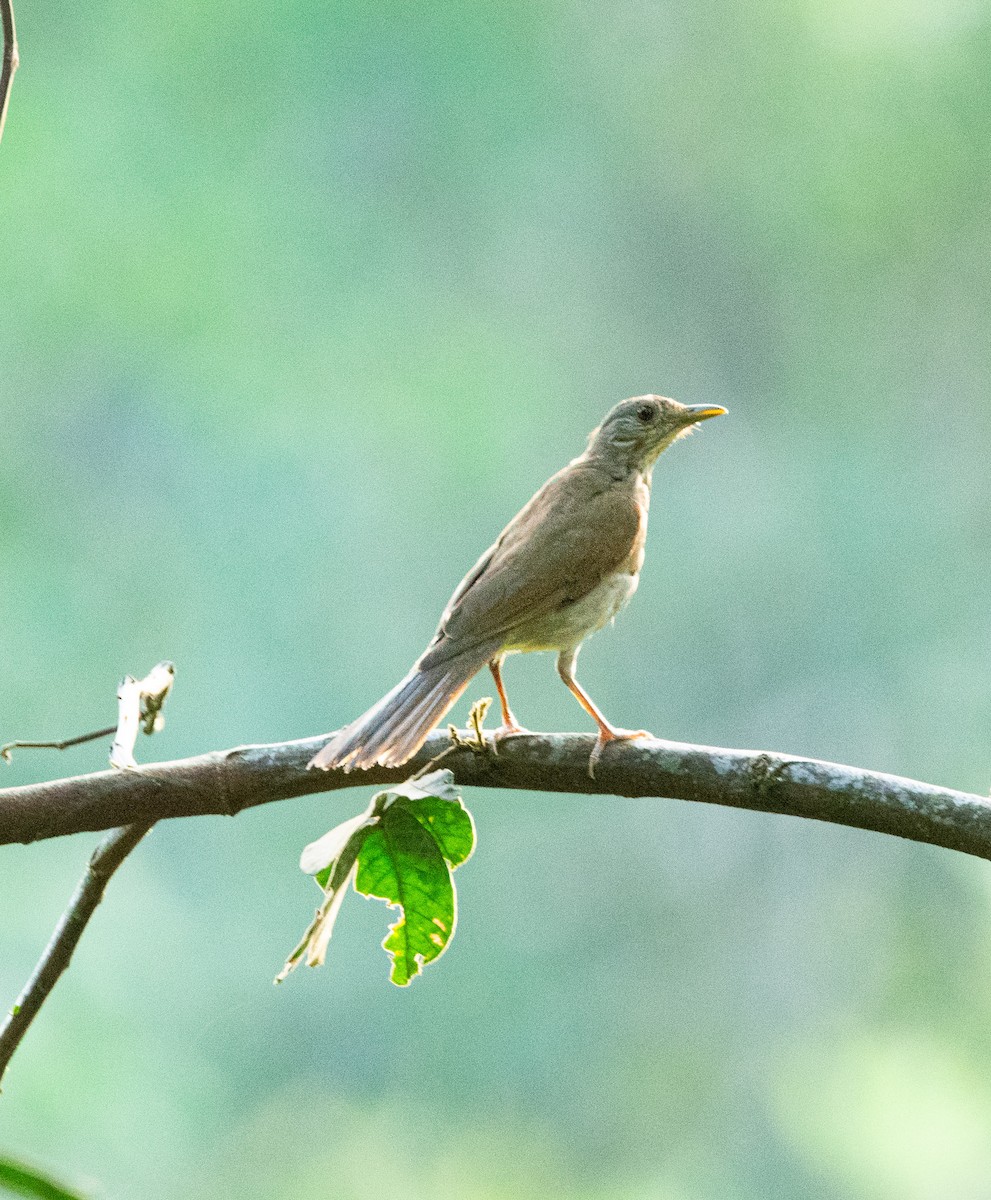 Pale-breasted Thrush - ML615612010