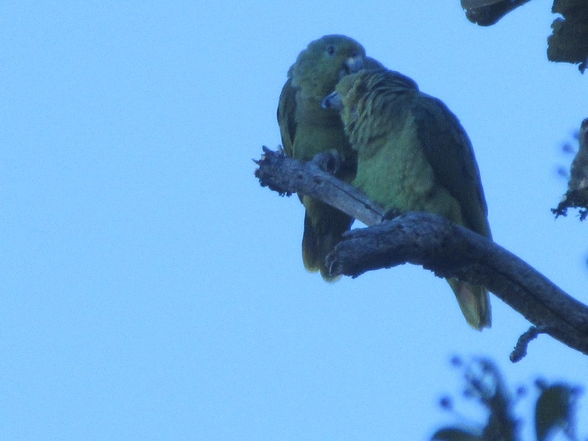Scaly-naped Parrot - ML615612078