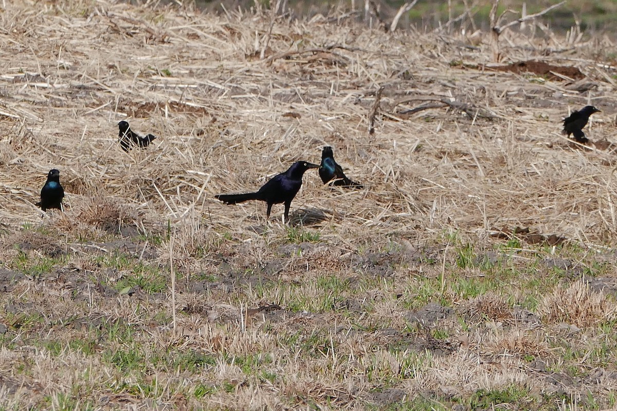 Great-tailed Grackle - ML615612100
