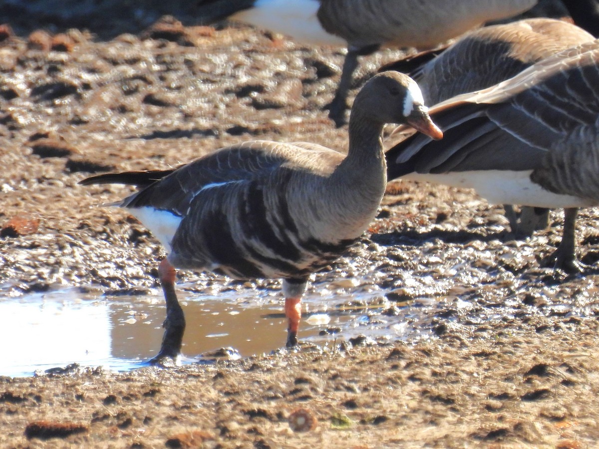 Greater White-fronted Goose - ML615612219