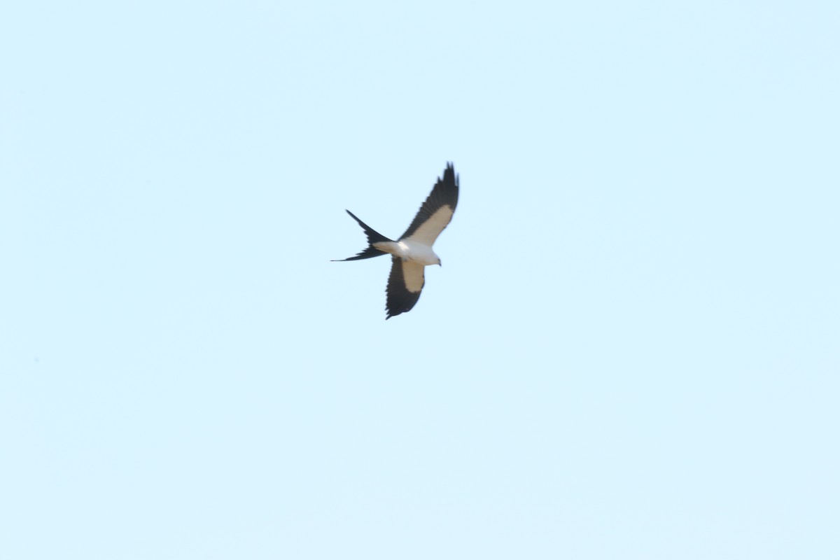 Swallow-tailed Kite - ML615612281
