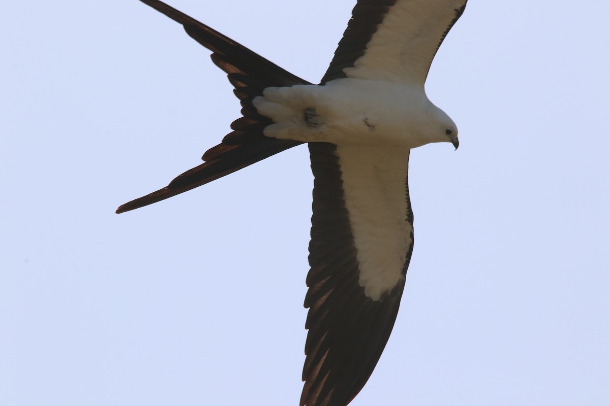Swallow-tailed Kite - ML615612296