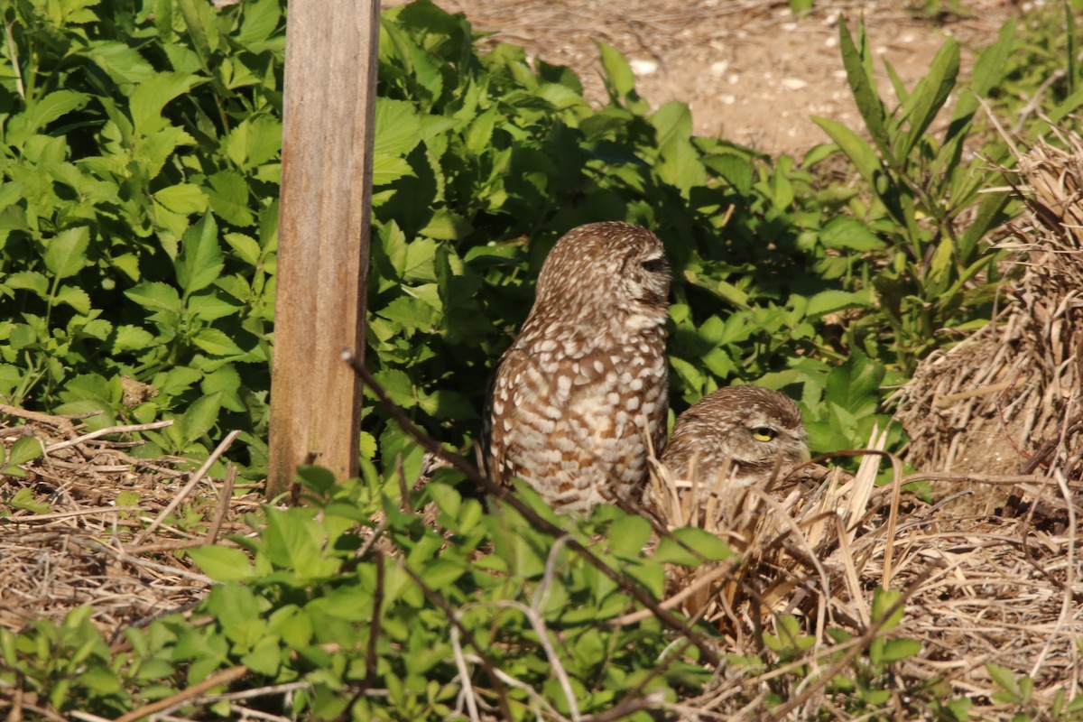 Burrowing Owl - ML615612449