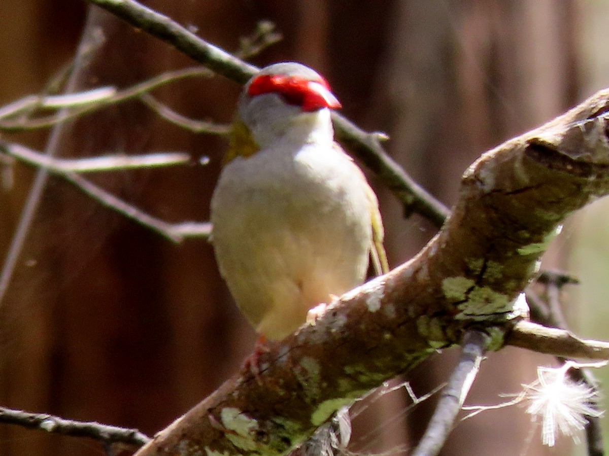 Red-browed Firetail - ML615612631