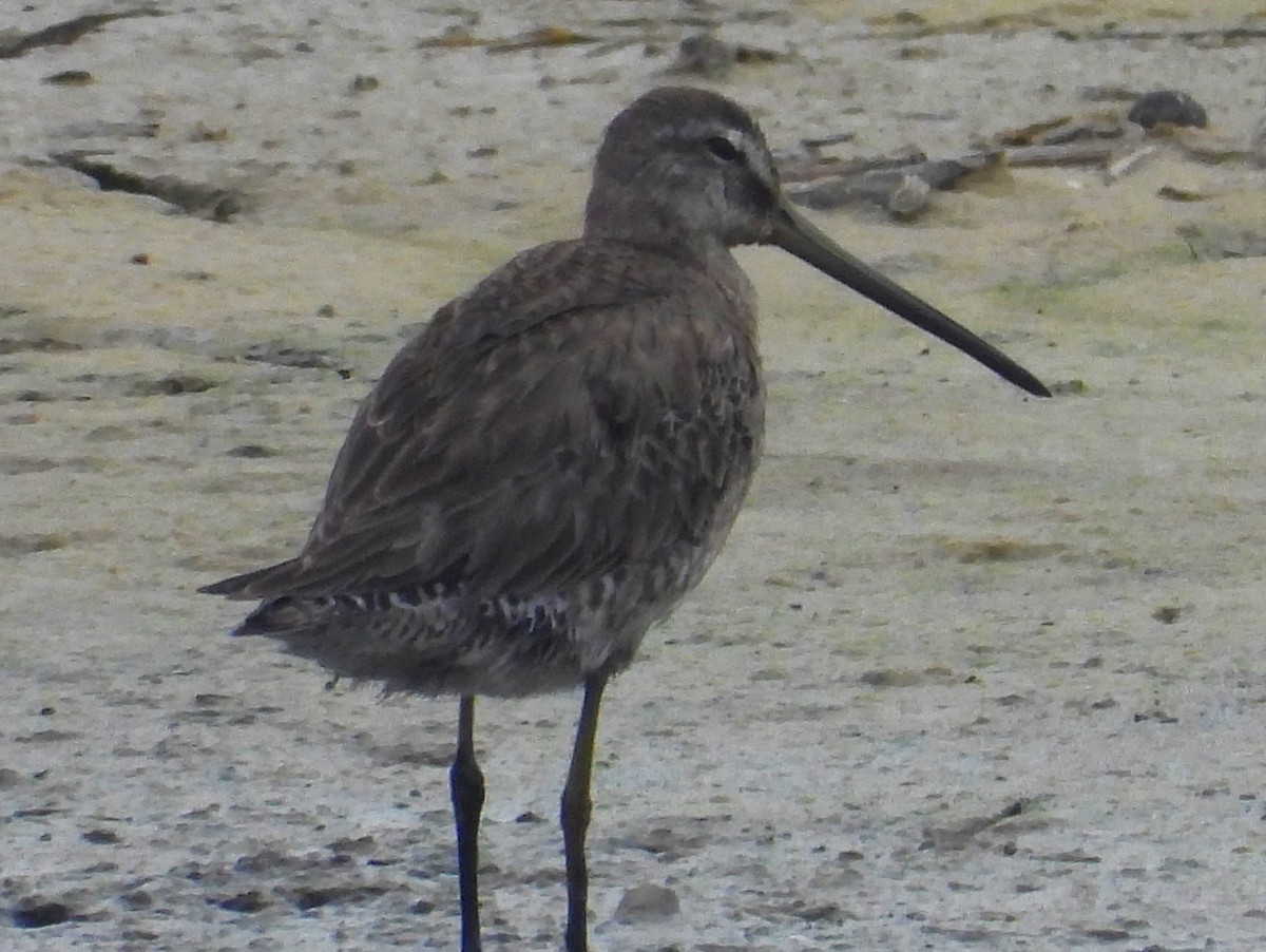 Long-billed Dowitcher - ML615612878
