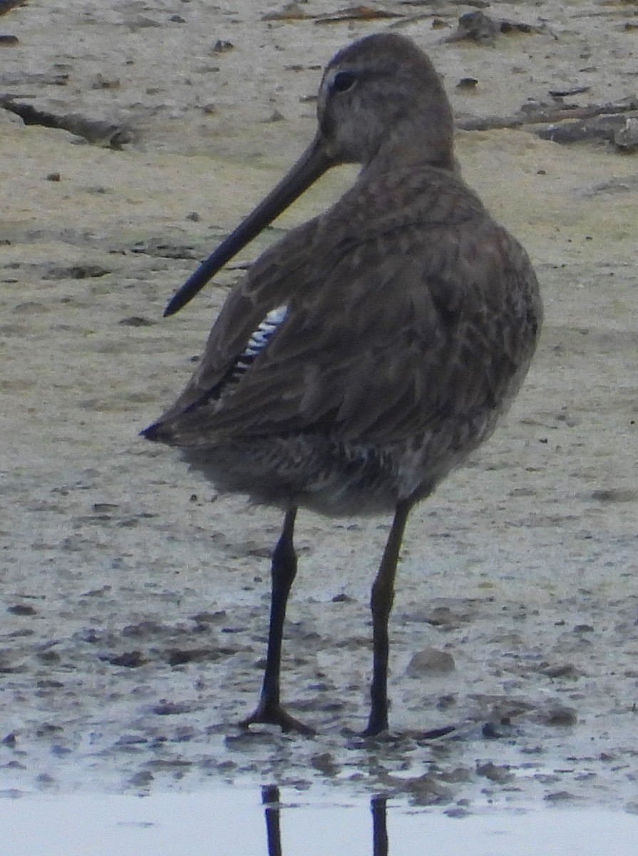 Long-billed Dowitcher - ML615612879
