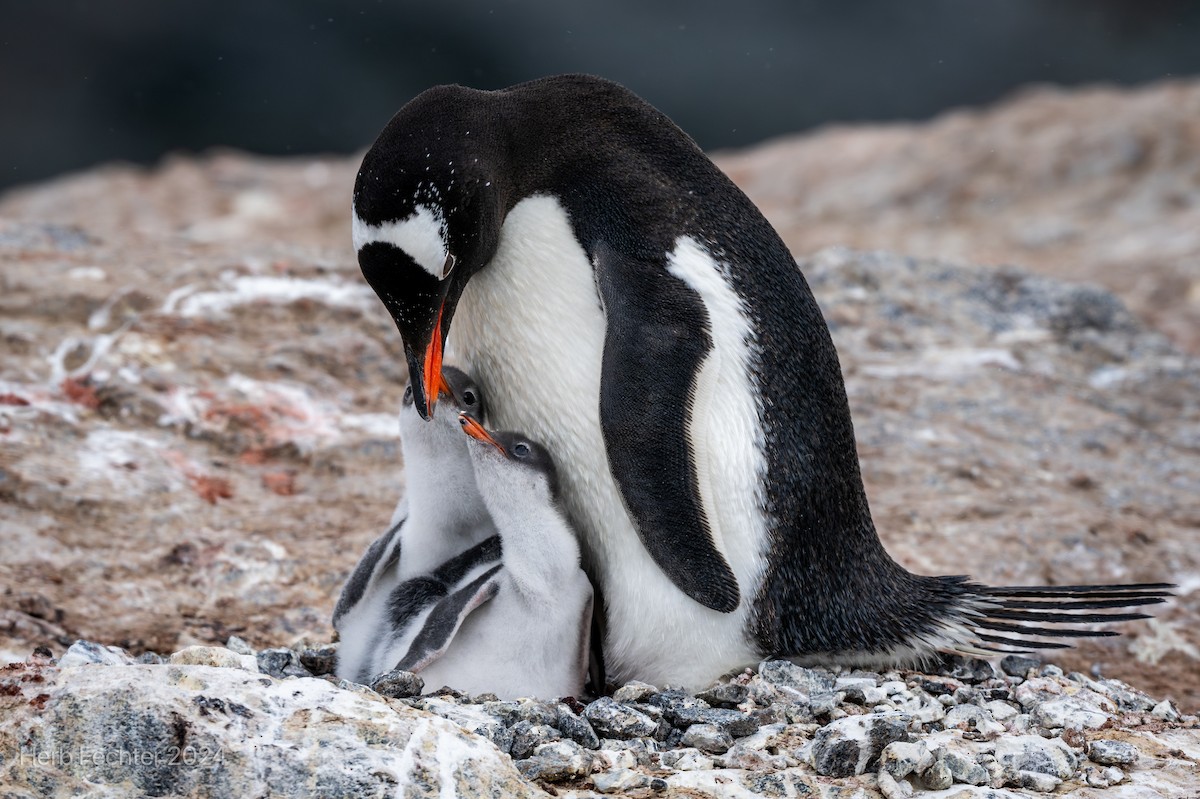 Gentoo Penguin - ML615613188