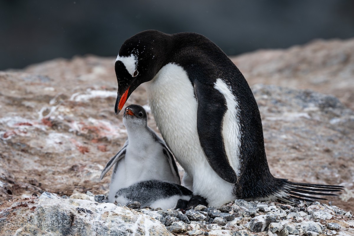 tučňák oslí - ML615613190