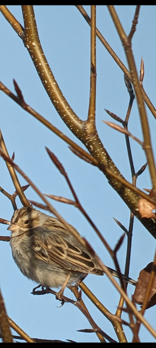 Clay-colored Sparrow - ML615613191